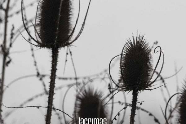 Teaserbild